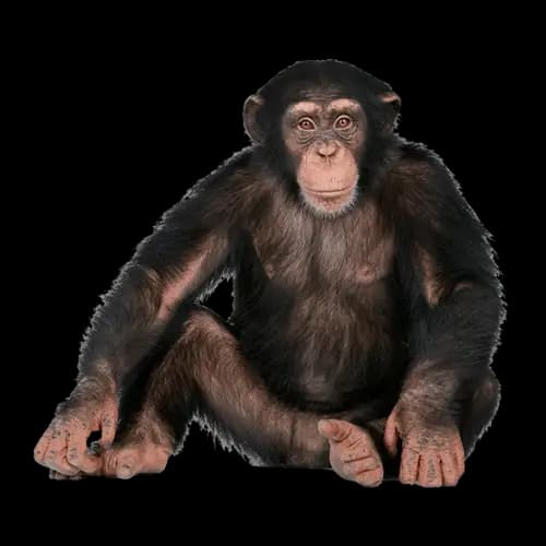 Chimpanzee illustration