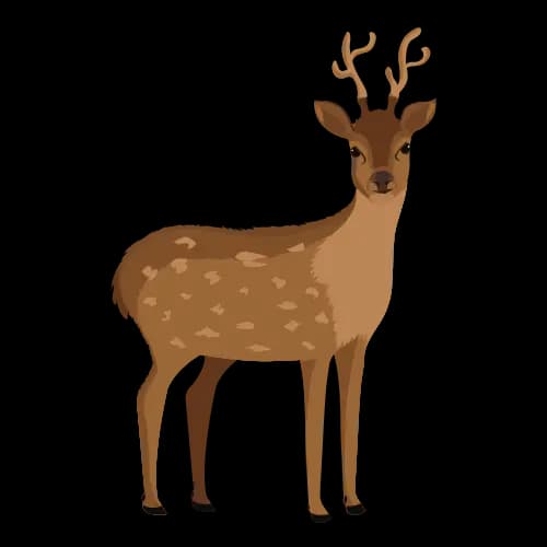 Deer illustration