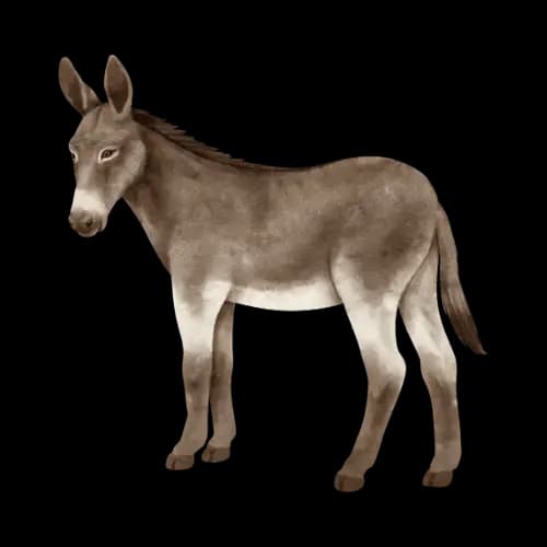 Donkey illustration