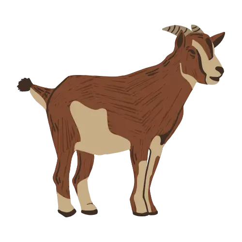 Goat illustration