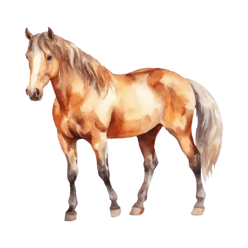 Horse illustration