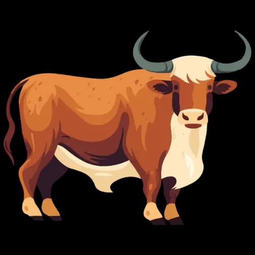 Ox illustration