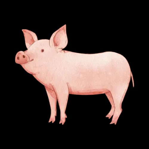 Pig illustration