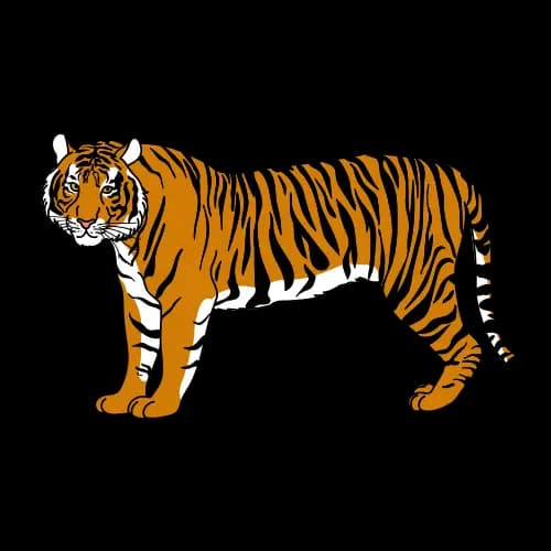 Tiger illustration
