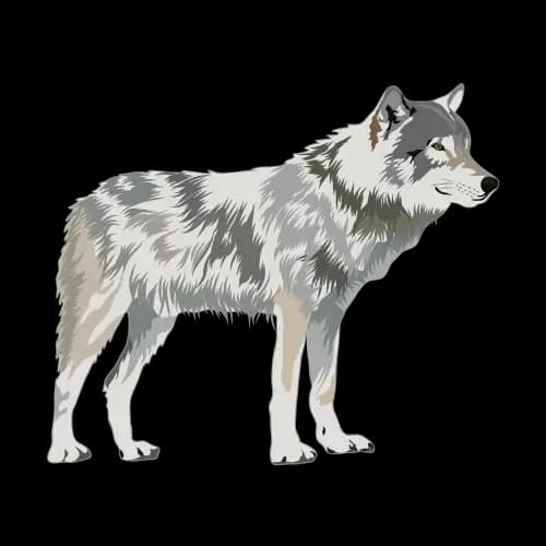 Wolf illustration