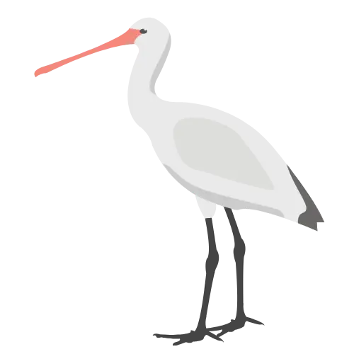 Crane illustration