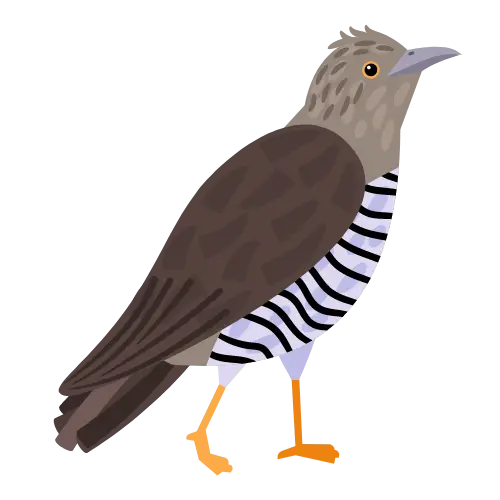 Cuckoo illustration
