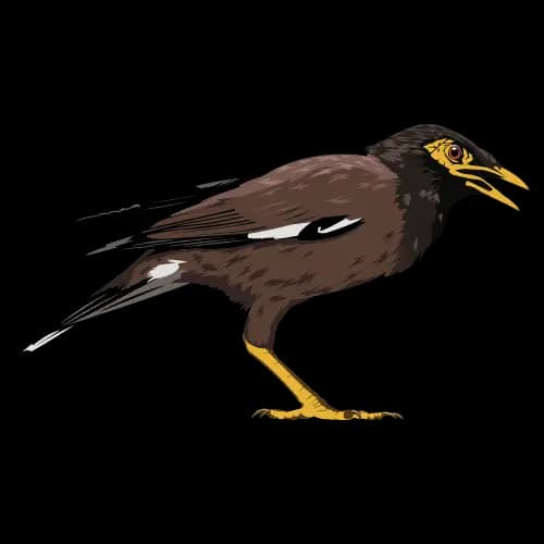 Myna illustration