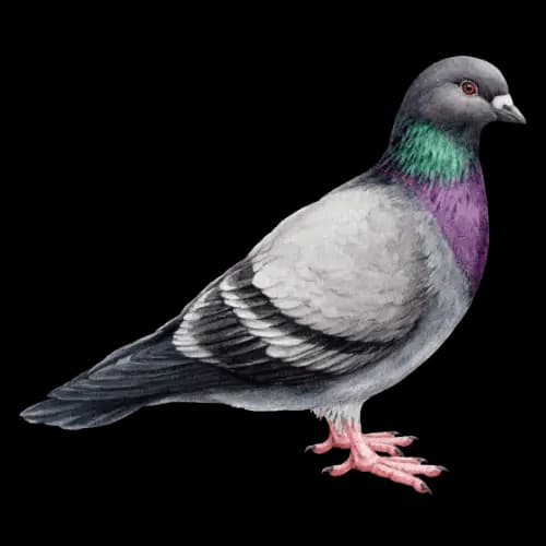 Pigeon illustration
