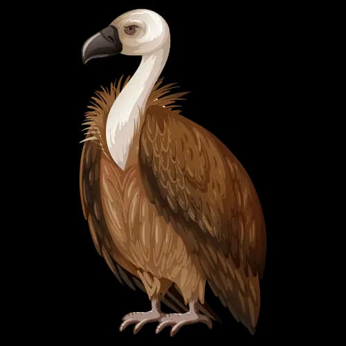 Vulture illustration
