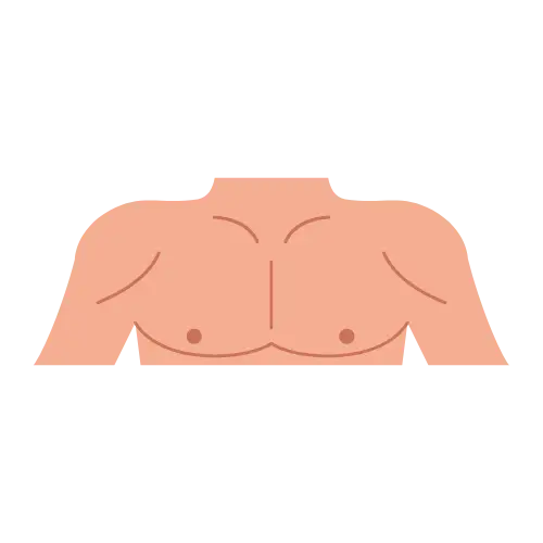 Chest illustration