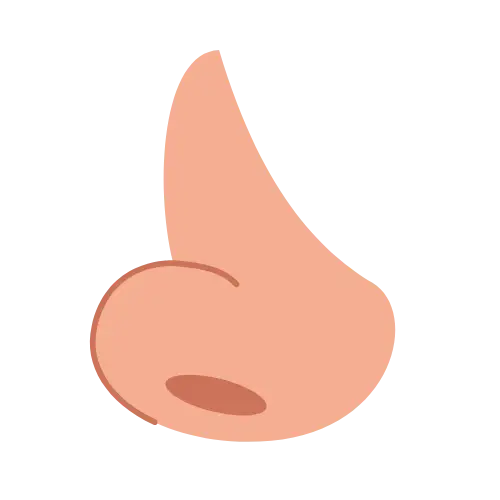 Nose illustration