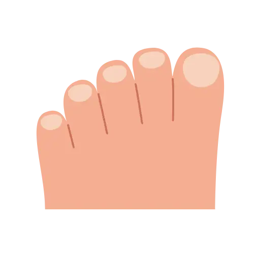 Toes illustration