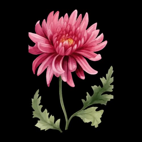 Chrysanthemum illustration