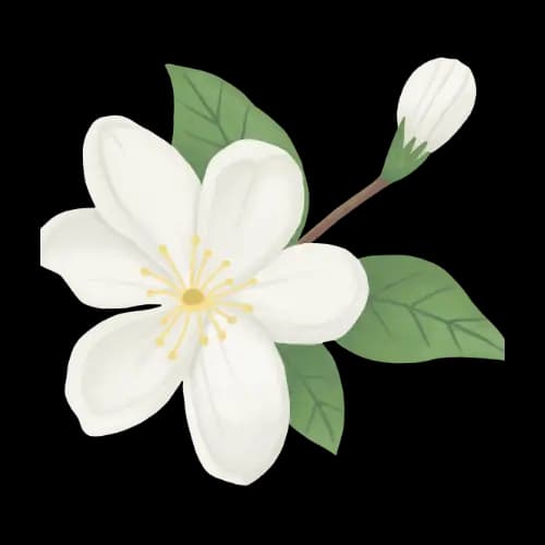 Jasmine illustration
