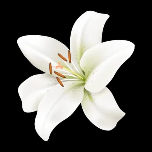 Lily illustration