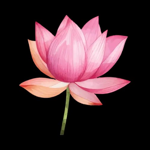Lotus illustration