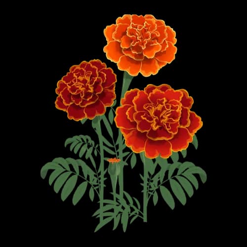 Marigold illustration