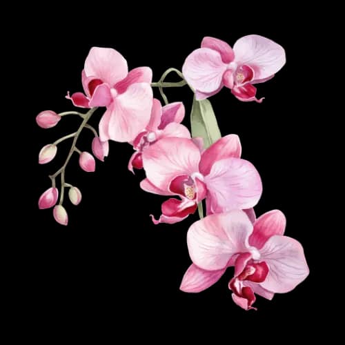 Orchid illustration