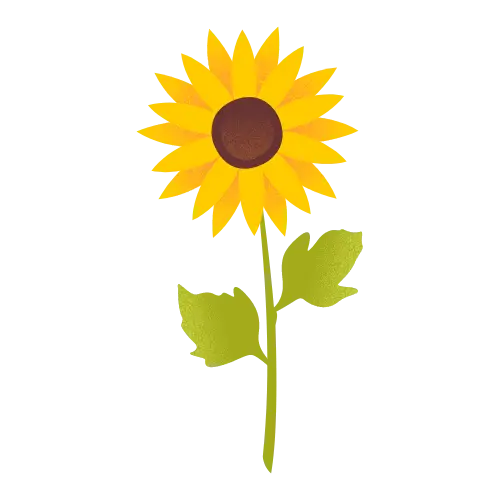 Sunflower illustration