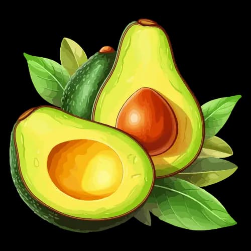 Avocado illustration