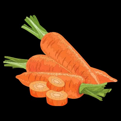 Carrot illustration