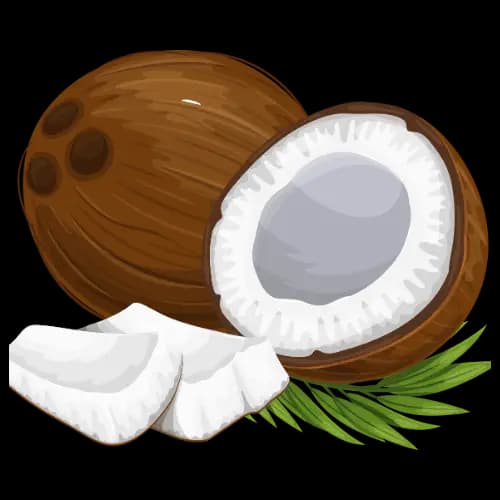 Coconut illustration