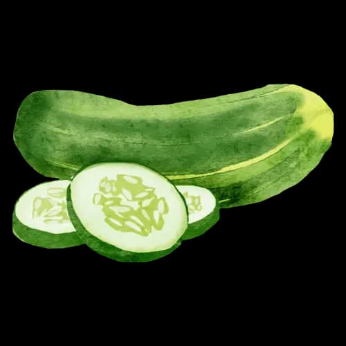 Cucumber illustration