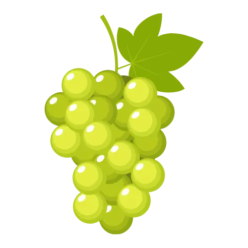 Grapes illustration