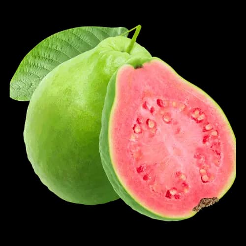 Guava illustration
