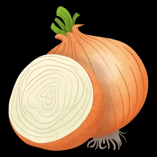 Onion illustration