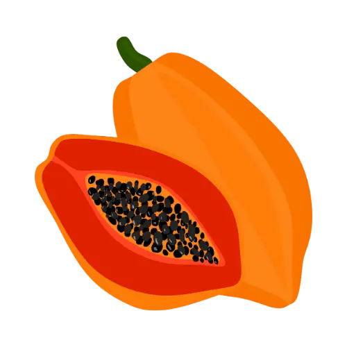 Papaya illustration