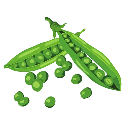 Peas illustration