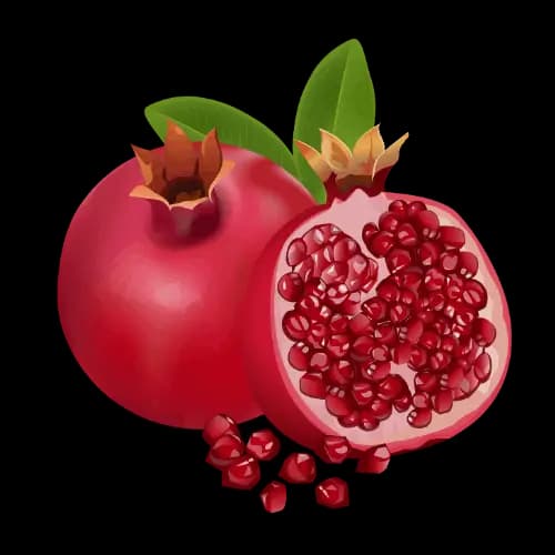 Pomegranate illustration