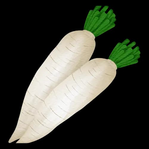 Radish illustration