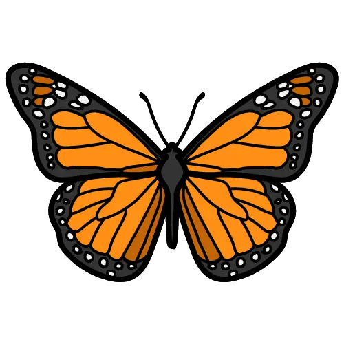 Butterfly illustration