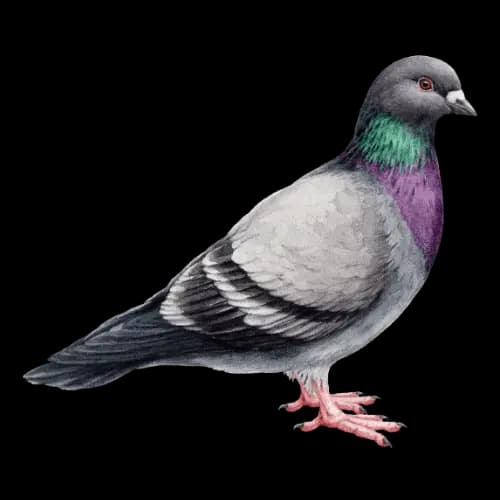 Learn Nepali प with example word Pigeon - Hamro Barnamala