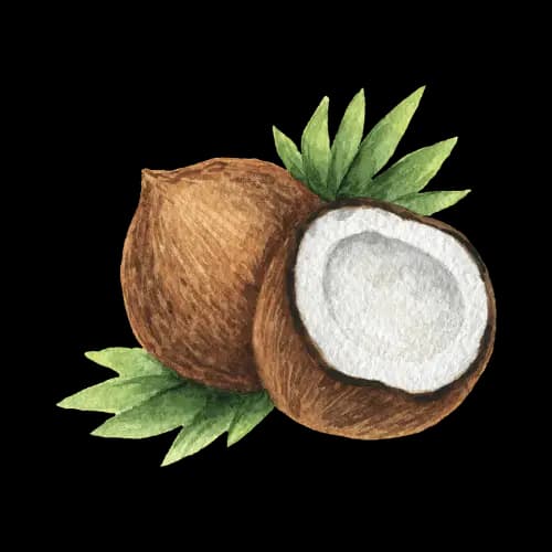 Nepali letter न (Na) for Coconut - Hamro Barnamala