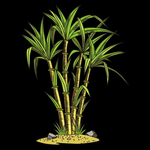 Nepali letter उ (U) for Sugarcane - Hamro Barnamala