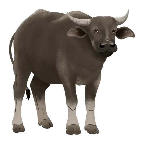 Buffalo illustration