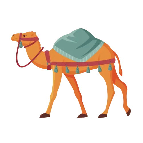 Camel illustration