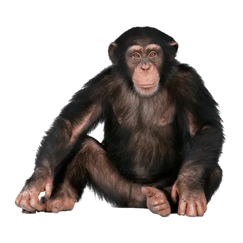 Chimpanzee illustration