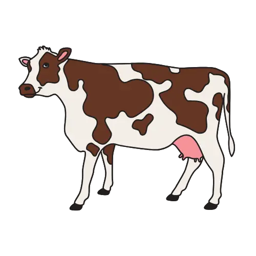 Cow illustration
