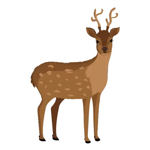 Deer illustration