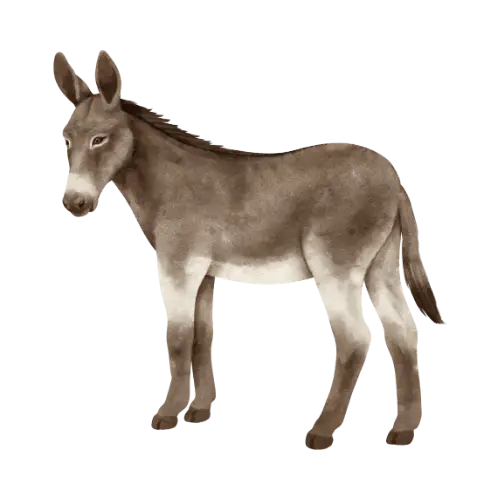 Donkey illustration