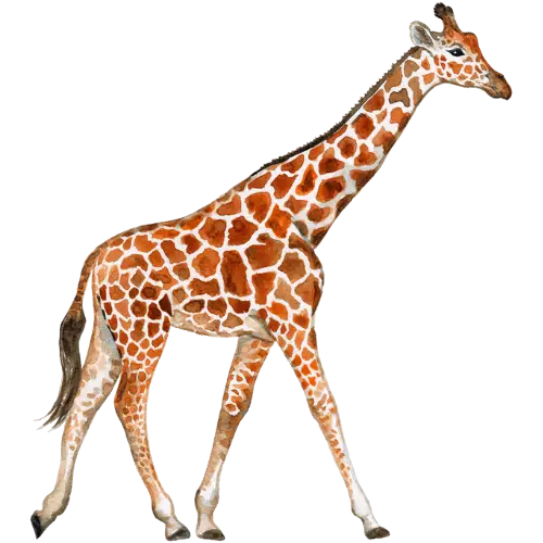 Giraffe illustration