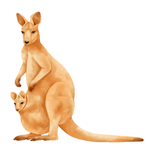 Kangaroo illustration