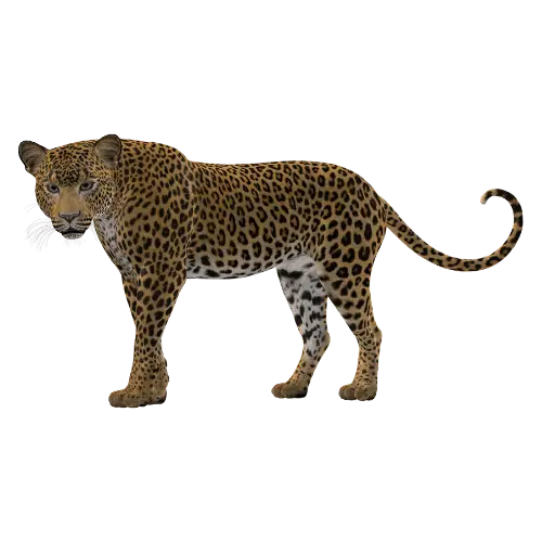 Leopard illustration