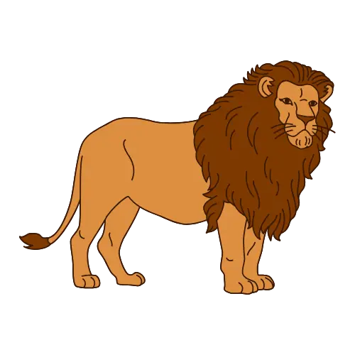 Lion illustration