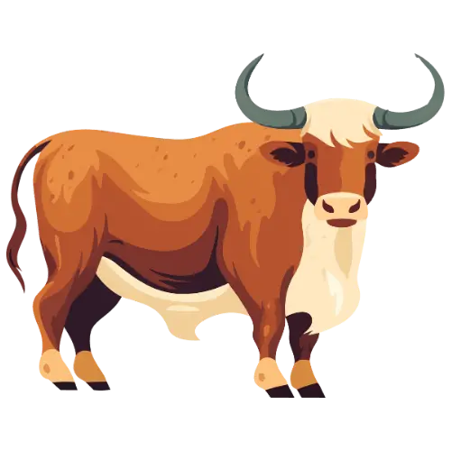 Ox illustration
